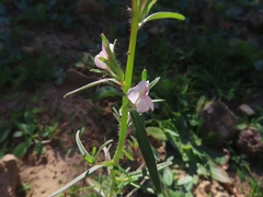 Misopates