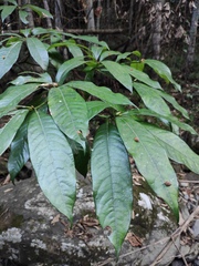 Lindera megaphylla