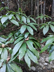 Lindera megaphylla