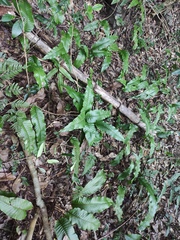 Neocheiropteris ovata