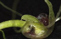 Corybas rivularis
