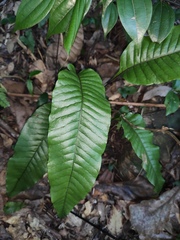Neocheiropteris ovata