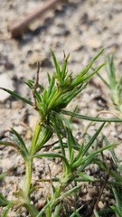 Cardionema ramosissimum