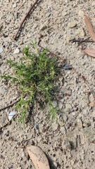 Cardionema ramosissimum