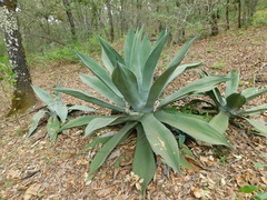 Agave salmiana