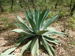 Agave salmiana