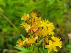 Hypericum adpressum