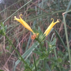 Dicliptera squarrosa