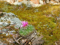 Echinofossulocactus dichroacanthus