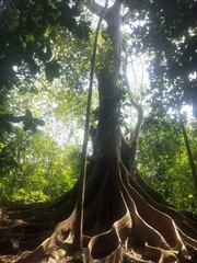 Ficus citrifolia
