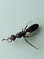 Dolichoderinae