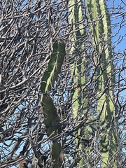 Acanthocereus tetragonus