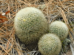 Mammillaria densispina