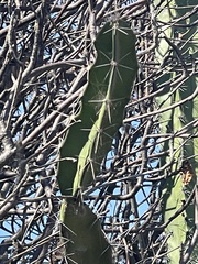 Acanthocereus tetragonus