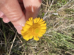 Helenium pinnatifidum