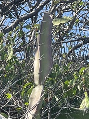 Acanthocereus tetragonus