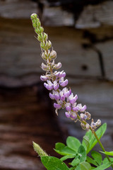 Lupinus latifolius