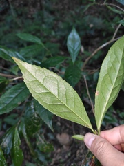 Camellia sinensis