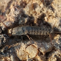 Ctenolepisma ciliatum
