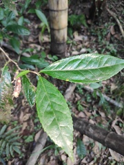 Camellia sinensis