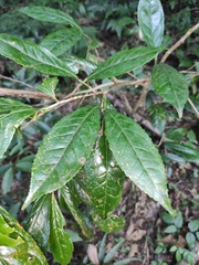 Camellia sinensis