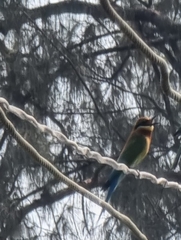 Merops philippinus