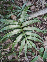 Leptochilus ellipticus