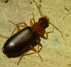 Dromiusina