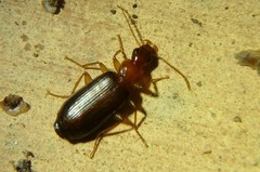 Dromiusina