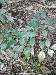 Nandina domestica