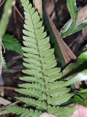 Polystichum luctuosum