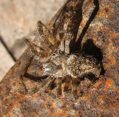 Araneus cavaticus