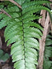 Polystichum luctuosum