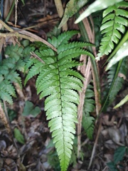 Polystichum luctuosum
