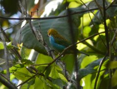 Tangara cyanoventris