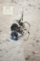 Zosis geniculata