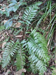 Plagiogyria japonica