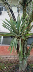 Vriesea gigantea