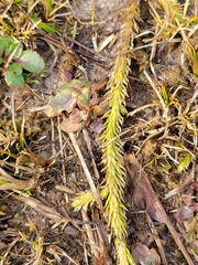 Lycopodiella appressa