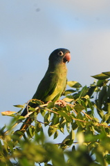 Thectocercus acuticaudatus