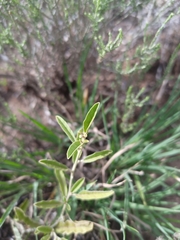 Solanum elaeagnifolium