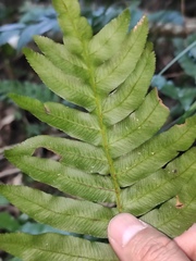 Plagiogyria japonica