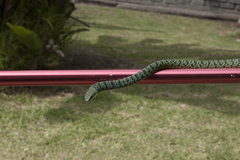 Philothamnus semivariegatus