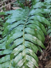 Plagiogyria japonica