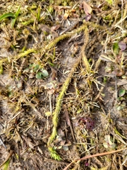 Lycopodiella appressa