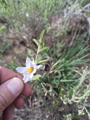 Solanum elaeagnifolium