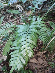 Plagiogyria japonica