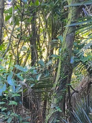 Metrosideros perforata