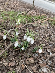 Galanthus