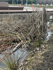 Schoenoplectus acutus